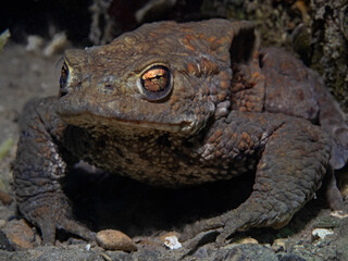 Male toad looking for a partner underwater