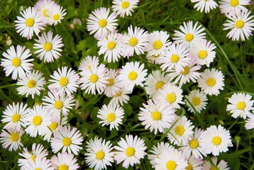 nice daisies flowers on meadow at spring