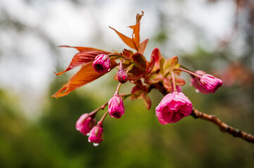 Der Ast einer blühendenm Japanischen Kirsche nach einem Regenguß im Frühling