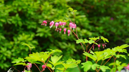 한국 장독대의 금낭화