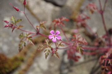 Wirdkraur Blüte rosa