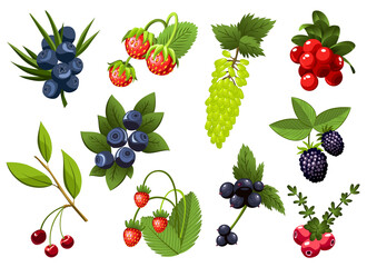 Set of hand drawn branchs currant, grapes, blueberry, strawberry, cherry, bramble, cranberry, berries with leaves. Fresh summer berries. Fruit botany cartoon illustration. Fresh organic food