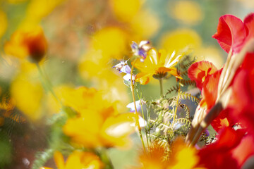 Fototapeta na wymiar Bright flower arrangement background: yellow, orange, red, green, blue colors