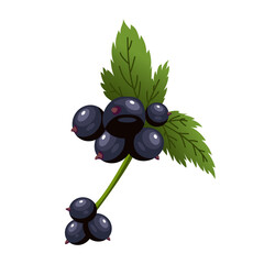 Hand drawn branch black currant berries with leaves. Fresh summer berries. Fruit botany cartoon illustration. Fresh organic food