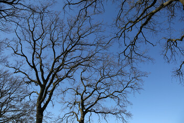 Baum im Winter ohne Blätter und blauer Himmel