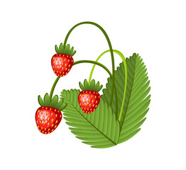 Hand drawn branch wild strawberries berries with leaves. Fresh summer berries. Fruit botany cartoon illustration. Fresh organic food