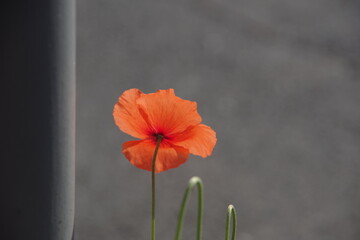 Klatschmohn mohn an Straße