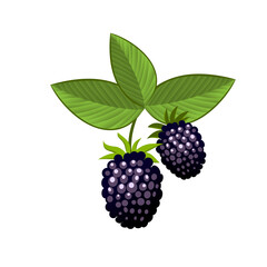 Hand drawn branch bramble berries with leaves. Fresh summer berries. Fruit botany cartoon illustration. Fresh organic food
