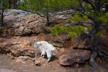 Fototapeta premium Rocky Mountain Goats in the Wild