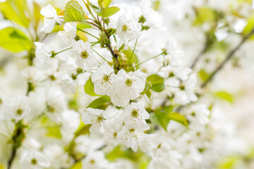 Cherry blossoms in full bloom. Selective focus. Spring.