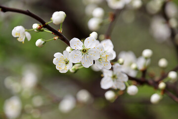 Cherry blossom on a branch in spring garden. White flowers and buds with leaves