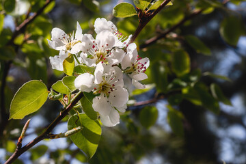 White pear tree flowers. Spring theme. The branches of a blooming pear tree bloom with beautiful white flowers on a sunny spring day. Background of spring blooming.