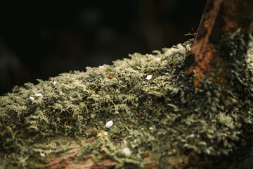 Moss on a tree trunk