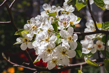 Spring theme. The branches of a blooming pear tree bloom with beautiful white flowers on a sunny spring day. Background of spring blooming. White flowers close-up on a green background, on a tree.