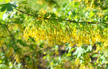 The flowering of gibes aureum, known by the common names golden currant, clove currant, pruterberry and buffalo currant.