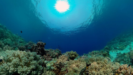 Coral reef and tropical fishes. The underwater world of the Philippines.