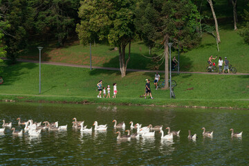 Parque São Lourenço represa o rio Belém próximo à sua nascente. Importante área de lazer em Curitiba, Paraná, Brasil.