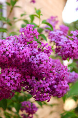 Lilacs