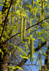 Ostrya Carpinifolia - hop-hornbeam tree blossoming at spring