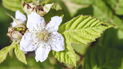 blackberry leaf and flower in May in the Italian Lazio region,macro close-up