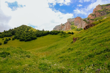 Fototapeta na wymiar Green summer landscape with threes and rocks.