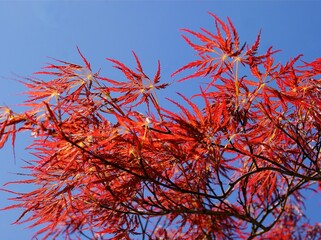 japanese maple tree at spring scenic