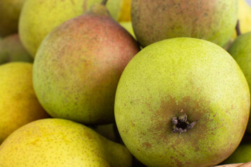 Ripe green pears, close-up. Background from fruit pears, organic