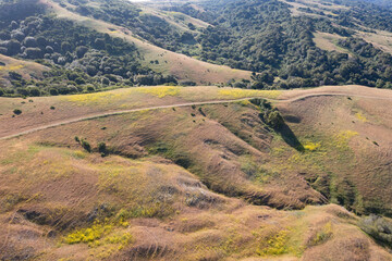 Trails meander through the grass-covered hills of the East Bay, just a few miles from San Francisco Bay in Northern California. This area provides open spaces for hikers, bikers, and grazing cows.