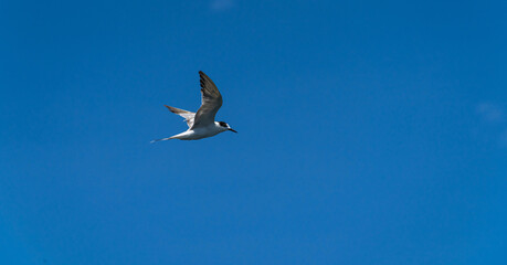 Fototapeta na wymiar Seagull flying in the blue sky