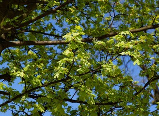 green and purple leaves of maple tree at spring