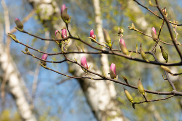 Branch with magnolia flowers. Magnolia flower bud in early spring. Selective focus. Blurred background.