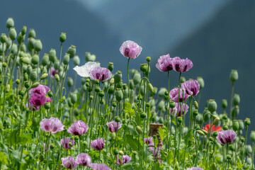 Closeup of a colorful flowering poppy field