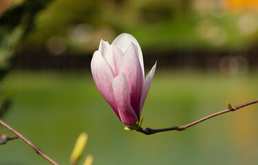 Branch with magnolia flowers. Magnolia flower bud in early spring. Selective focus. Blurred background.