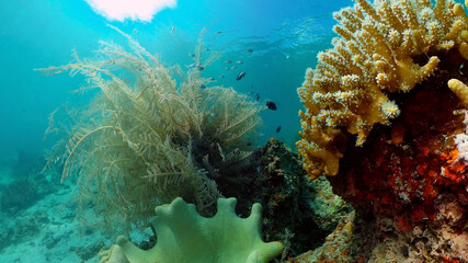 Naklejka na ściany i meble Reef underwater tropical coral garden. Underwater sea fish. Philippines.