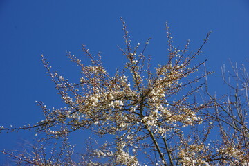 aufbrechende Kirchblüten vor blauem Himmel