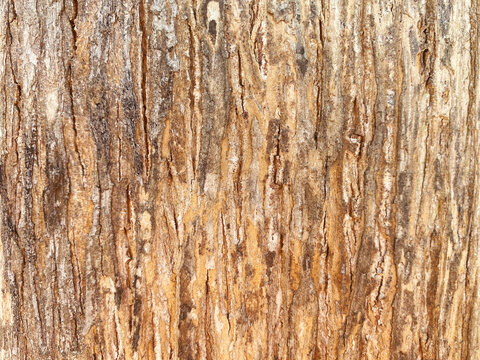 Seamless texture of  bark has a rough, brown texture, suitable for making a background. And wallpapers There is a blank space for writing messages.