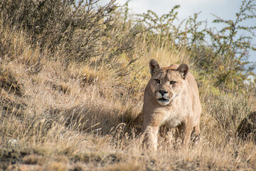 Male Cougar in Patagonia