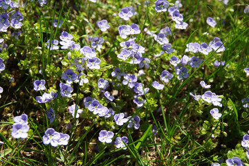 Obraz na płótnie Canvas Background of blue meadow flowers in green grass. Summer wildflowers. Closeup