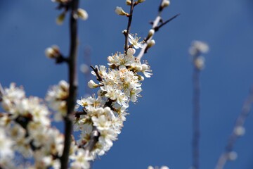 Ast voller Blüten (Strauch)