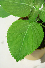 Perilla leaves also known as Green Shiso or Oba leaves or Beefsteak plant in the spring sun in germany