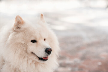 Fototapeta premium Samoyed dog on winter walk