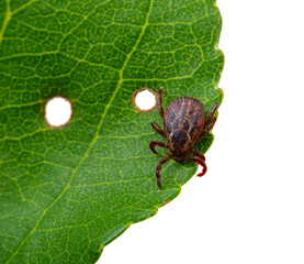 Tick insect sitting on a green leaf