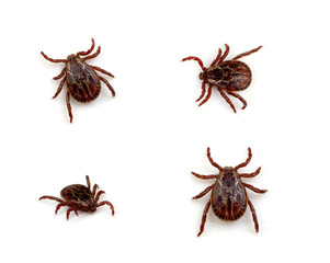 Tick isolated on white background