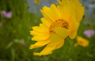 Closeup of a yellow flower