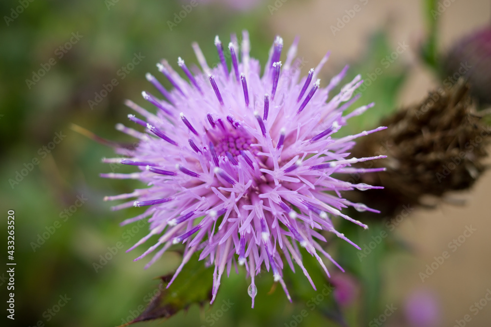 Wall mural pink thistle flower in the field