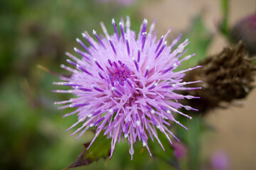 Pink thistle flower in the field