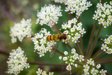 yellow bee on a flower