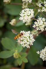 bee on a Cnidium flower