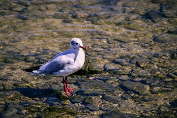 black headed gull