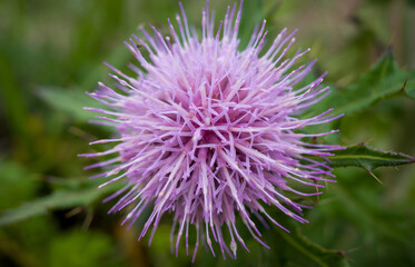 Pink thistle flower in the field